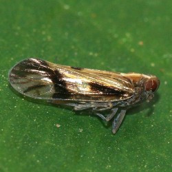 Euides basilinea